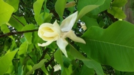 Magnolia magnolia.jpg, 3,2MB