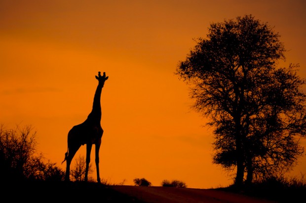Afrika