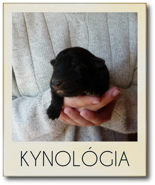 kynológia
