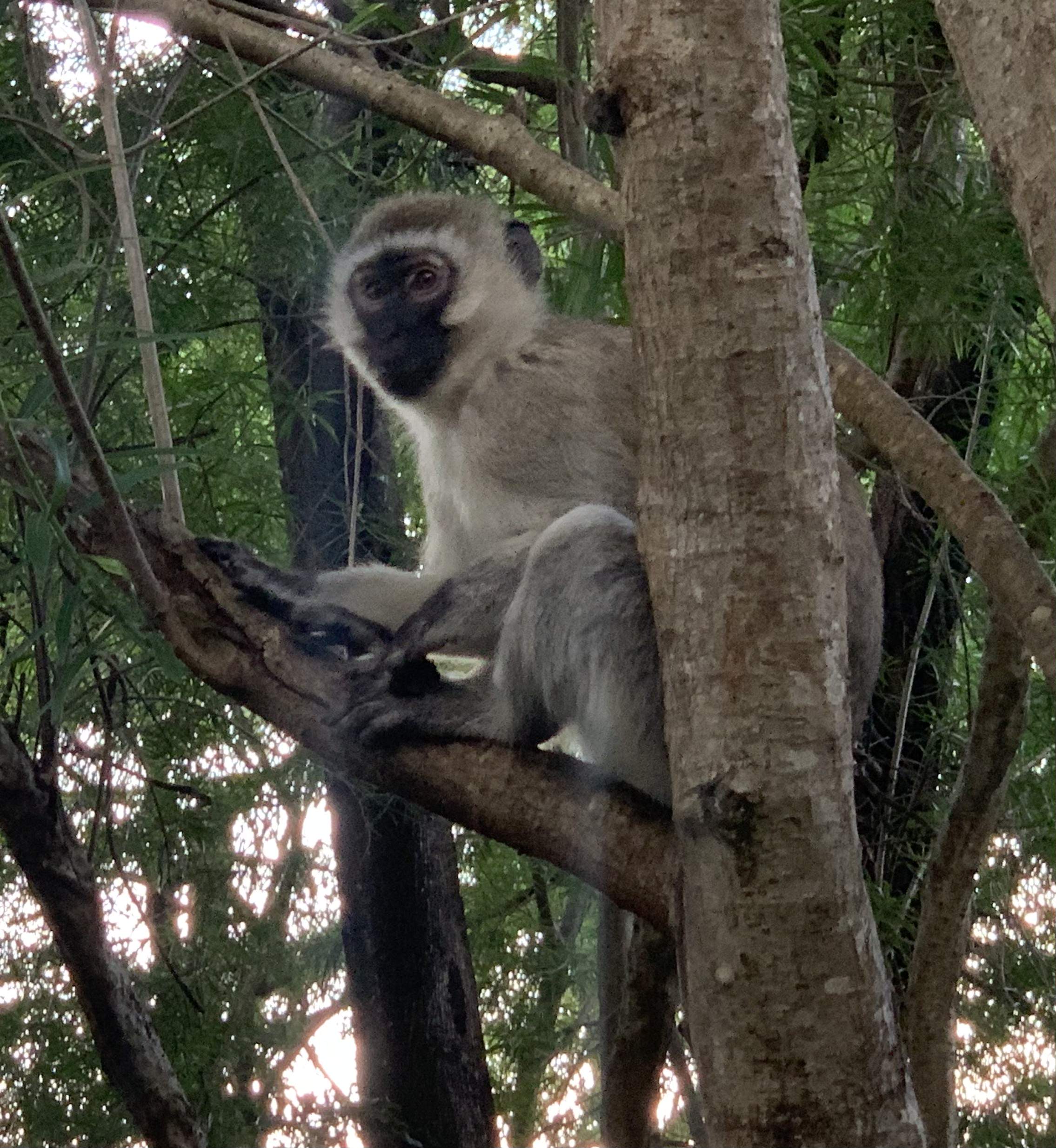 Vervet monkey