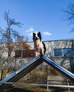 Oliho a moja obľúbená aktivita - agility