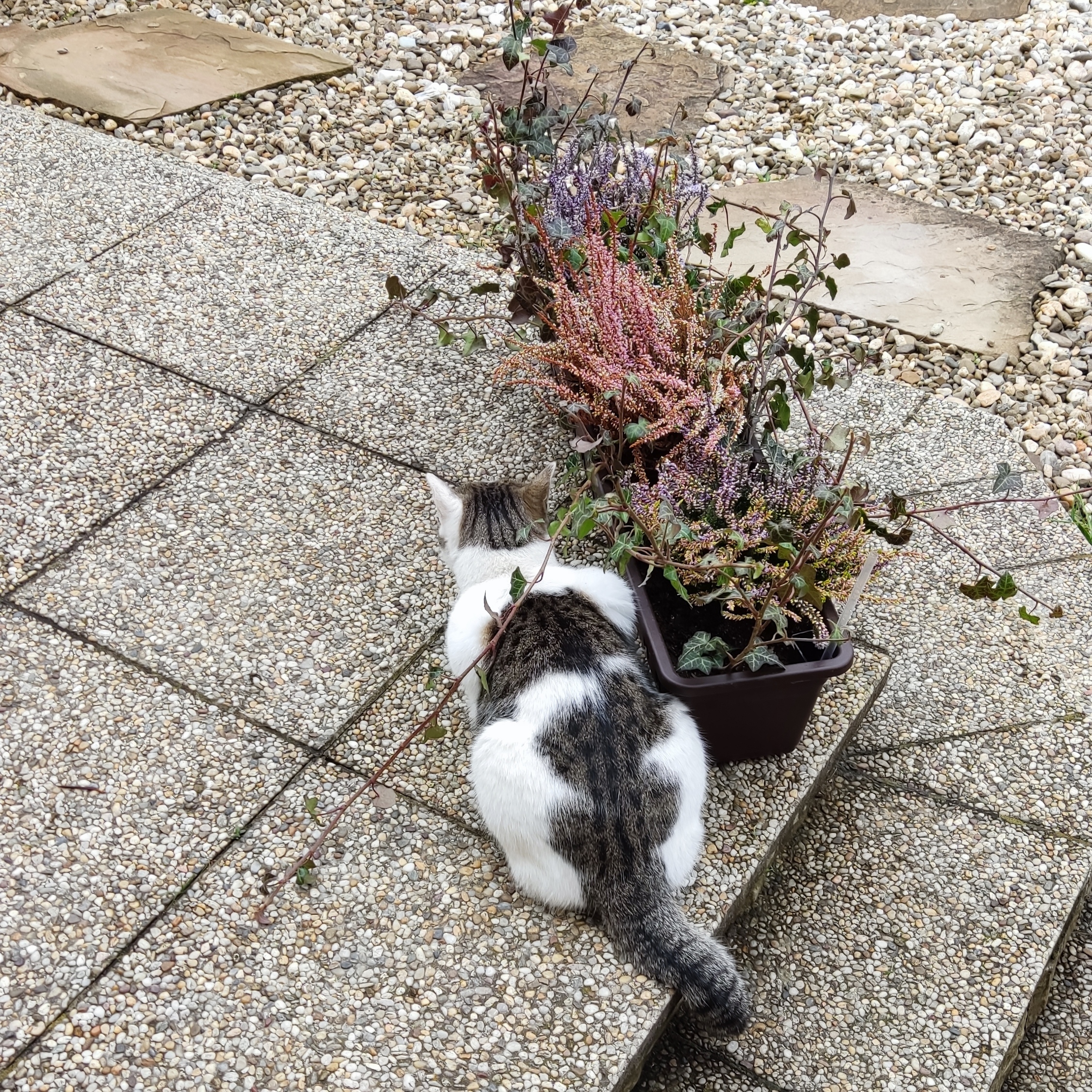 macka na zahrade