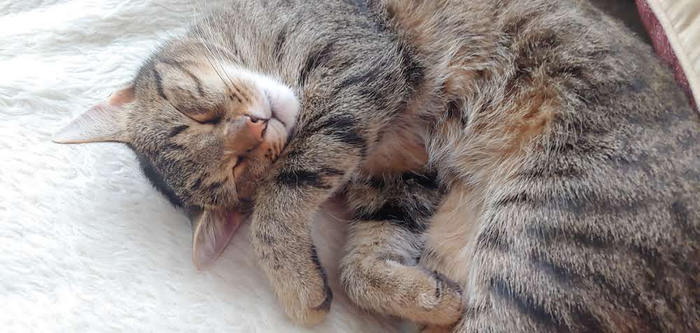 Cat I. The spoiled one