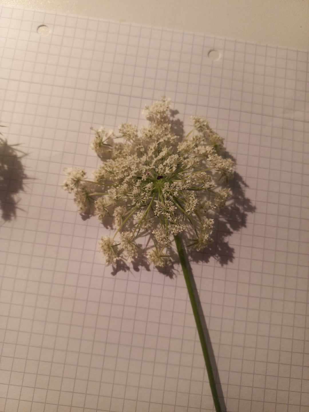 herbár