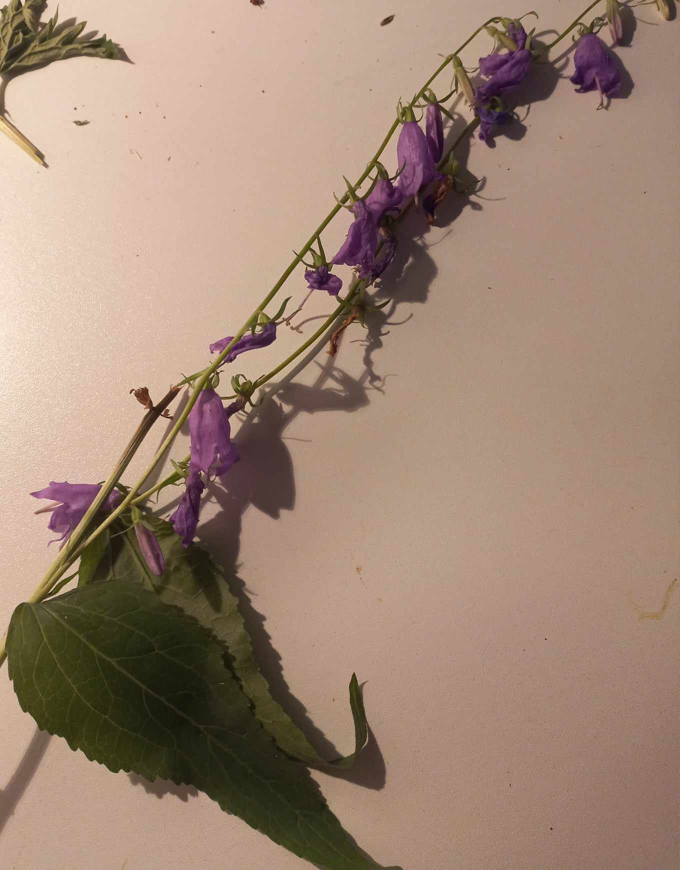 herbár